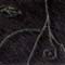 Kuhfelle mit Lasercuttings